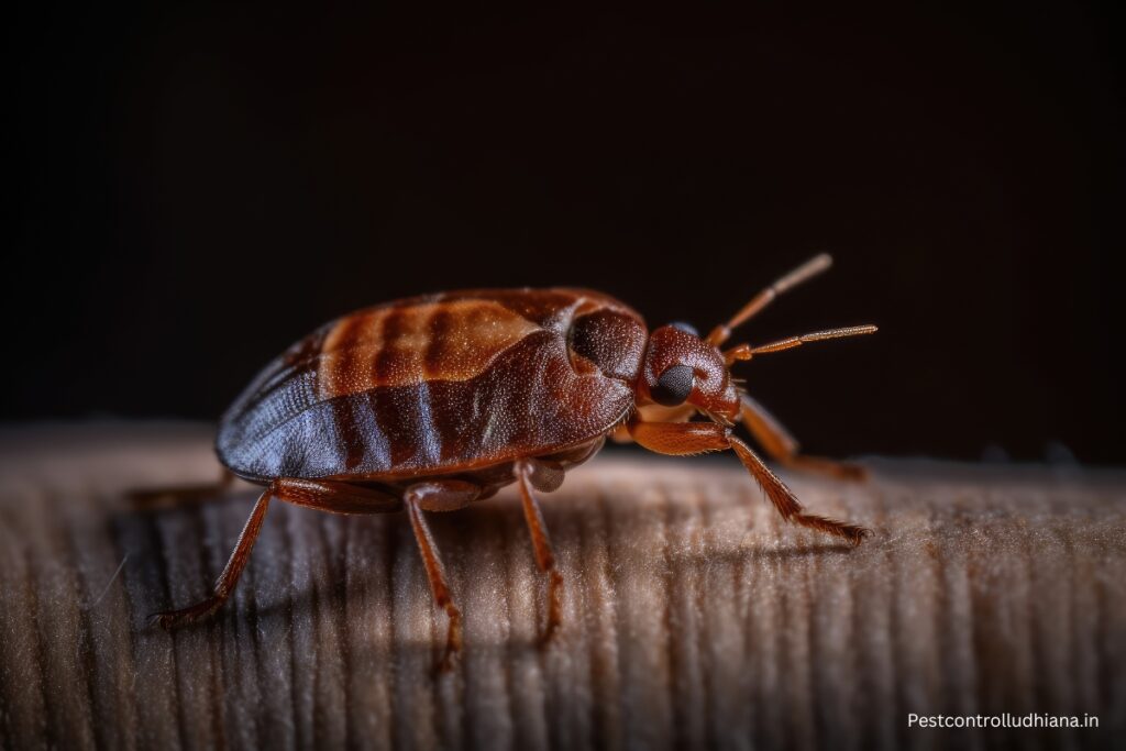 Bed Bug Treatment