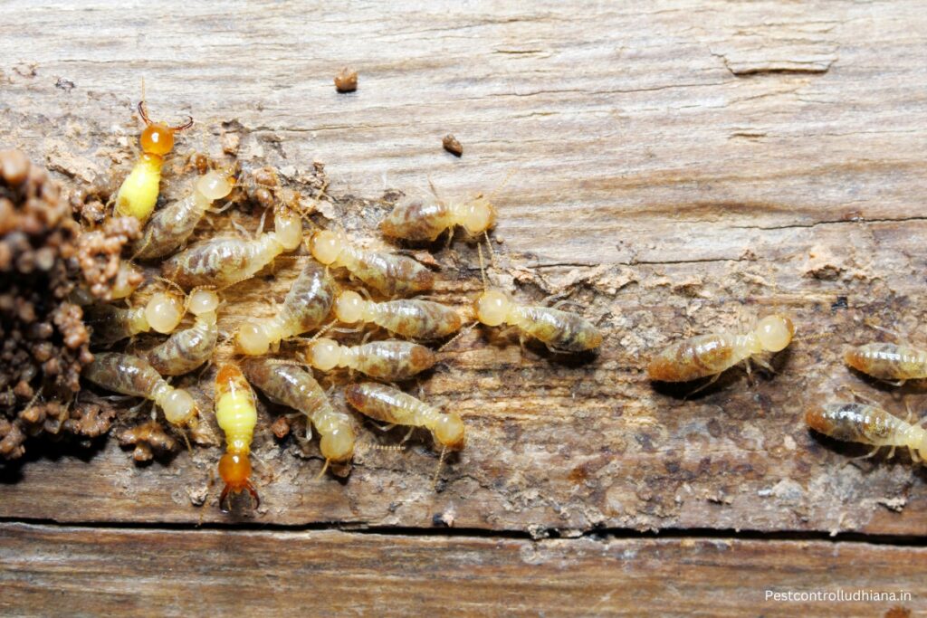 Termite Control